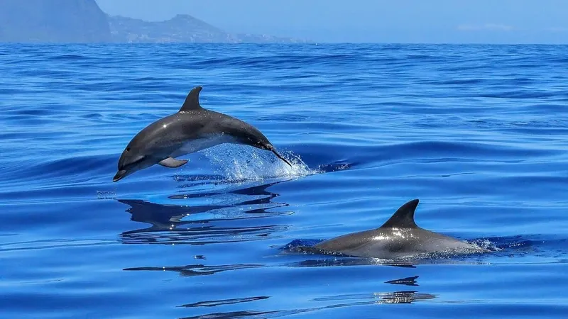 Rusia folosește delfini la Sevastopol Foto: atlas-geografic.net