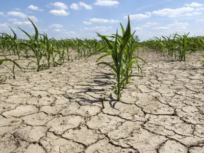 Multe culturi agricole distruse de caniculă (sursa: ziaruldeiasi.ro)