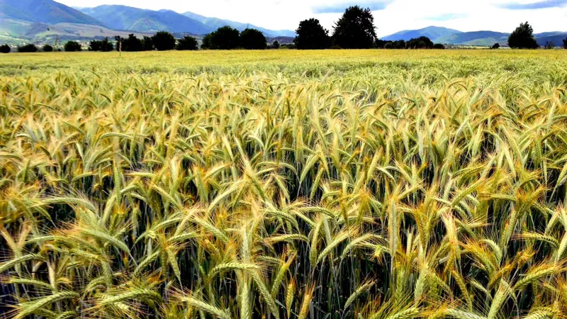 Polonia şi-a făcut rezerve record de cereale  Foto: Facebook Ministerul Agriculturii