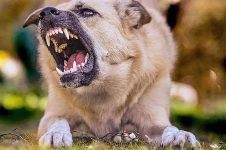 Focar de rabie, alertă sanitară la Iași (sursa: ziaruldeiasi.ro)