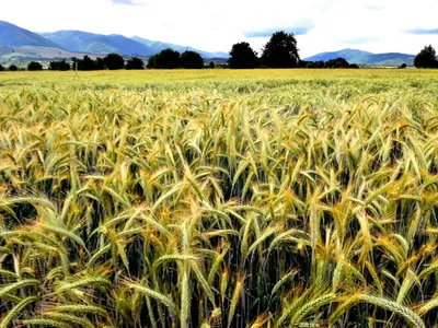 Polonia şi-a făcut rezerve record de cereale  Foto: Facebook Ministerul Agriculturii