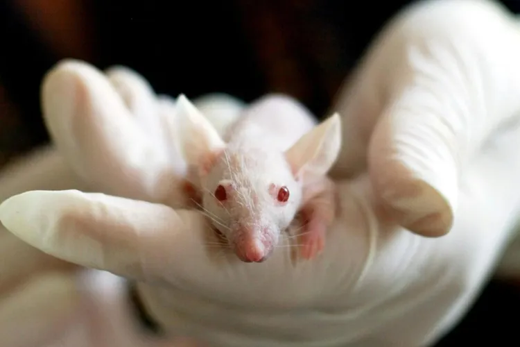UMF Iași cumpără șoareci de laborator (sursa: Pexels/Pixabay)