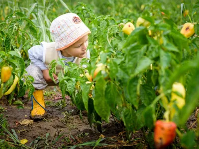 Gustul din copilărie al legumelor, fructelor (sursa: ziaruldeiasi.ro)