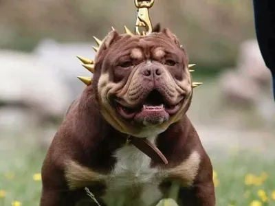 Gălățean, ucis de Amstaff-ul unui vecin (sursa: Facebook/Amstaff)