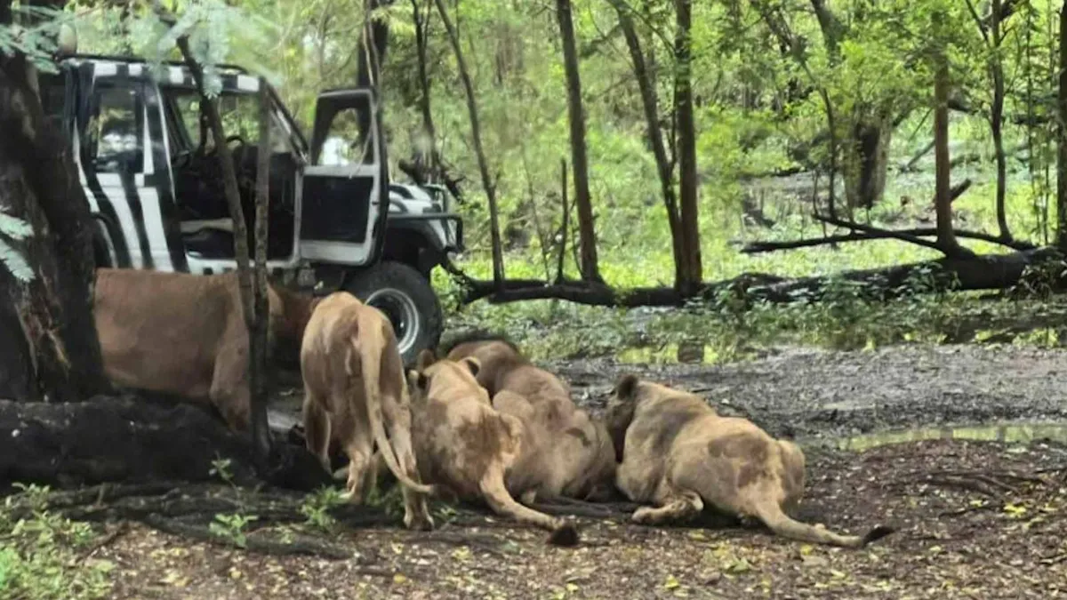 Ucis de lei în fața turiștilor (sursa: bangkokpost.com)