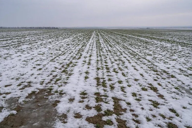 Agricultura românească între recolte și pierderi (sursa: ziaruldeiasi.ro)