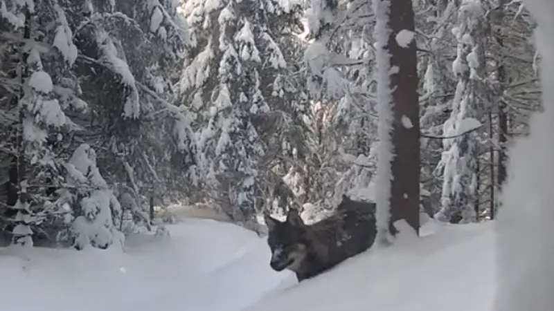 Lupi după pradă în Munții Apuseni (sursa: Facebook/Parcul Natural Apuseni)