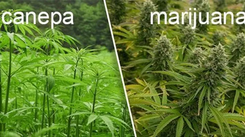 Diferența dintre cannabis și cânepă industrială (sursa: ziaruldeiasi.ro)