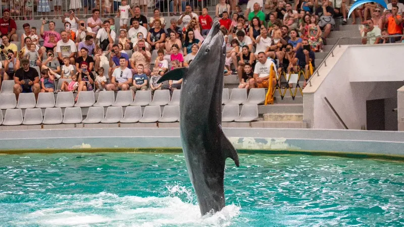 Delfinii, ca la pușcărie, sub PNL Foto: Delfinariul Constanța