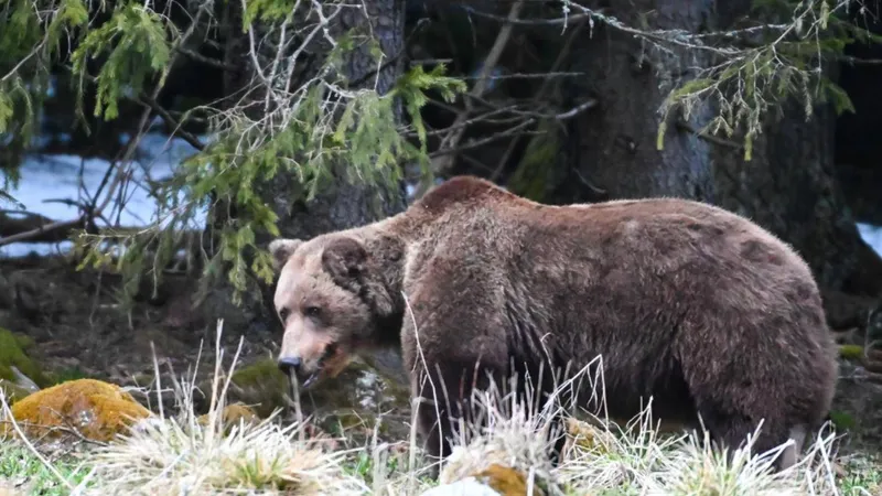 Atacurile urșilor în Prahova în 2024 (sursa: Facebook/Parcul Național Retezat National Park)