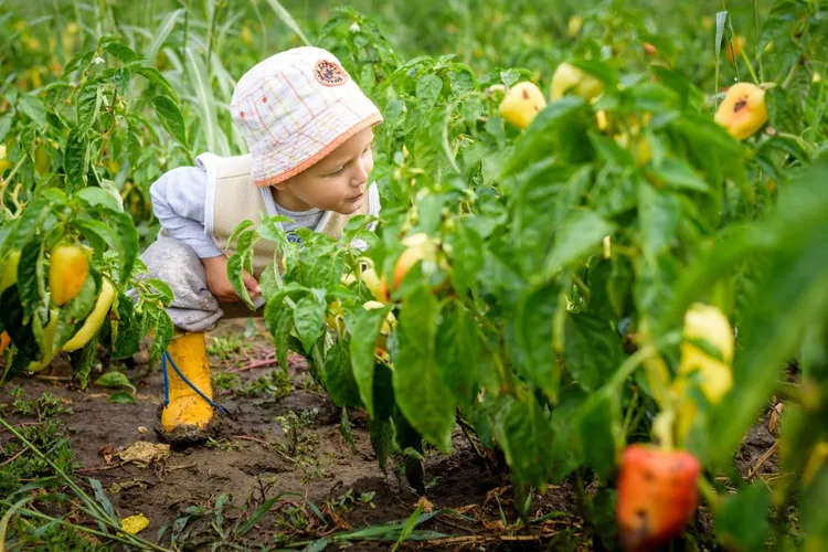 Gustul din copilărie al legumelor, fructelor (sursa: ziaruldeiasi.ro)
