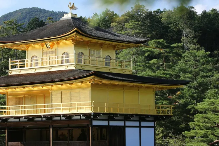 Japonia trimite armata să prindă urșii (sursa: Pexels/Crisis Band)