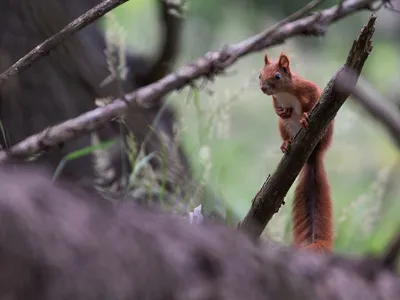 Pădurile montane dispar într-un ritm tot mai alert  Foto: Conservation Carpathia/ Călin Șerban