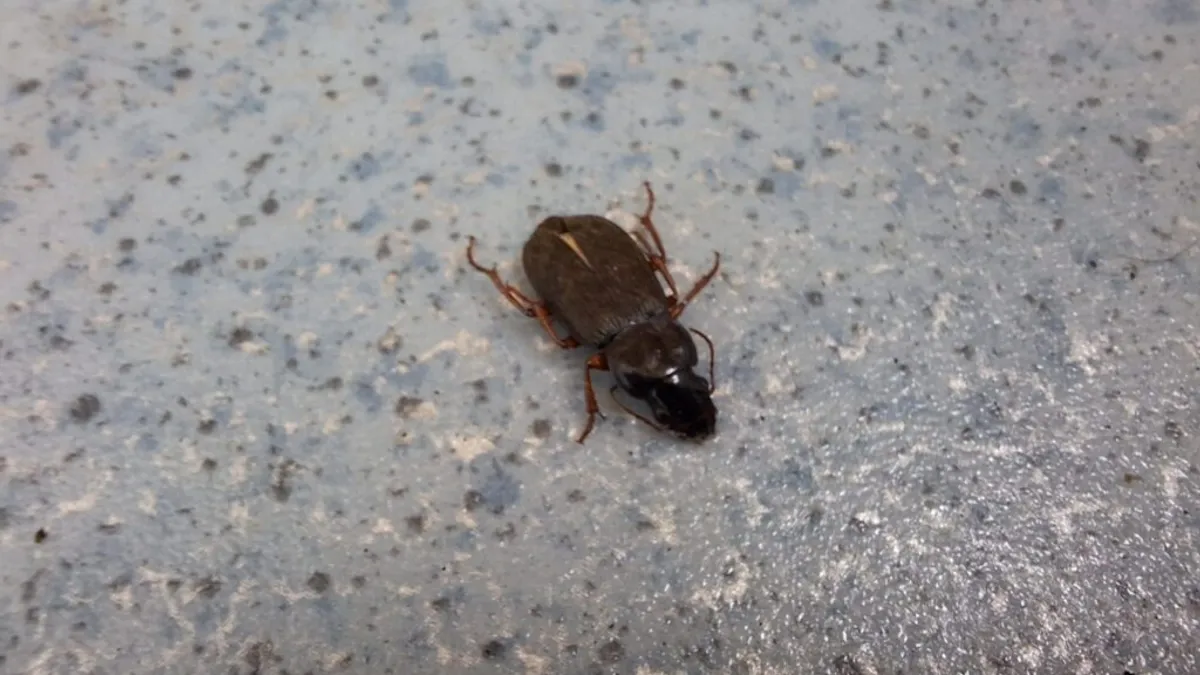 Gândacii de pământ, inofensivi pentru oameni (sursa: ziaruldeiasi.ro)