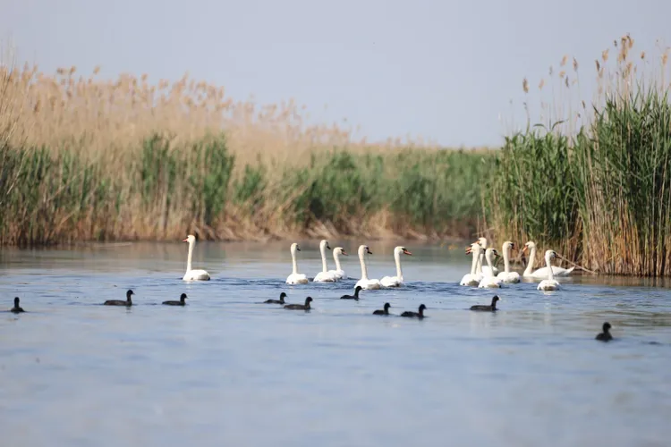 Fără bărci motorizate în balta Comana (sursa: Facebook/Romsilva - Parcul Natural Comana)