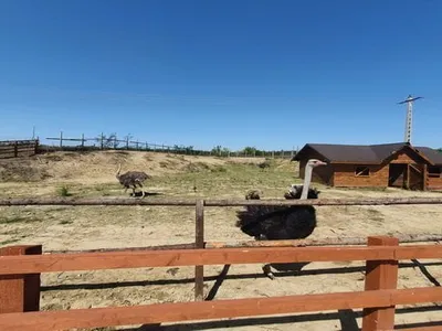 Penalul Alexe își face grădină zoologică (sursa: ziaruldeiasi.ro)