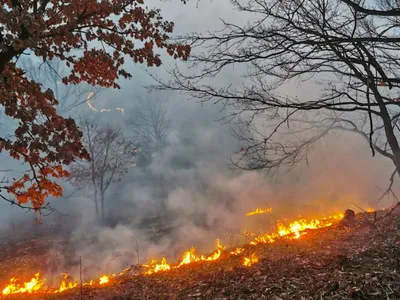 Jaf la Romsilva: „lipsesc” 33 de milioane de lei din fonduri speciale