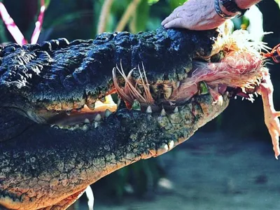 Crocodilul de 110 ani, din Australia (sursa: Facebook/Marineland Melanesia Crocodile Habitat &amp; Gift Shop)