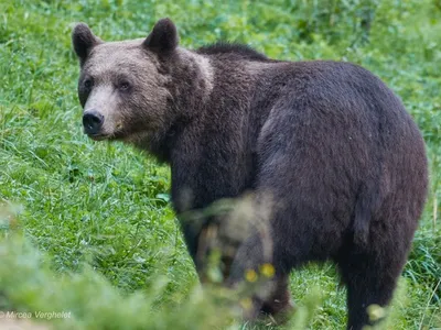 Cum să te aperi de urs pe traseele montane (sursa: Facebook/Regia Nationala a Padurilor - Romsilva - Mircea Vergheleț)