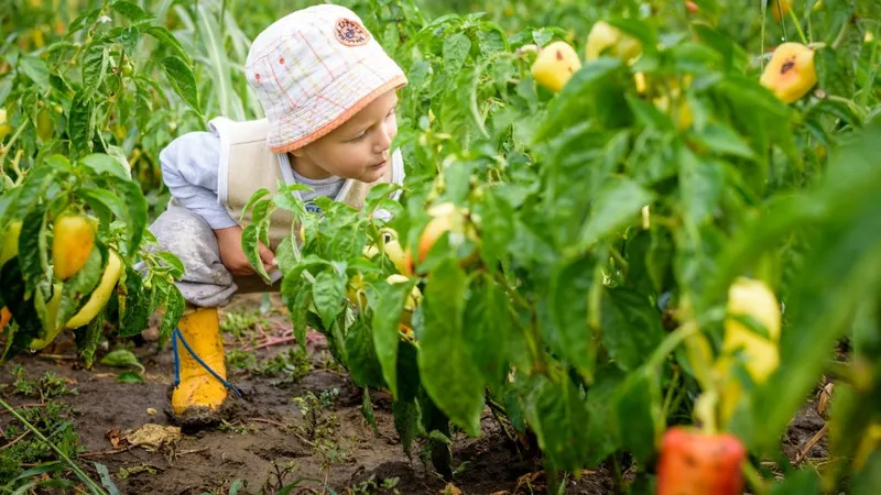 Gustul din copilărie al legumelor, fructelor (sursa: ziaruldeiasi.ro)