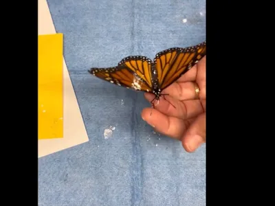 Transplant de aripă pentru un fluture (sursa: Facebook/Sweetbriar Nature Center)