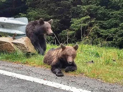 Amenzi pentru turiștii care hrănesc urșii (sursa: transfagarasan.travel)