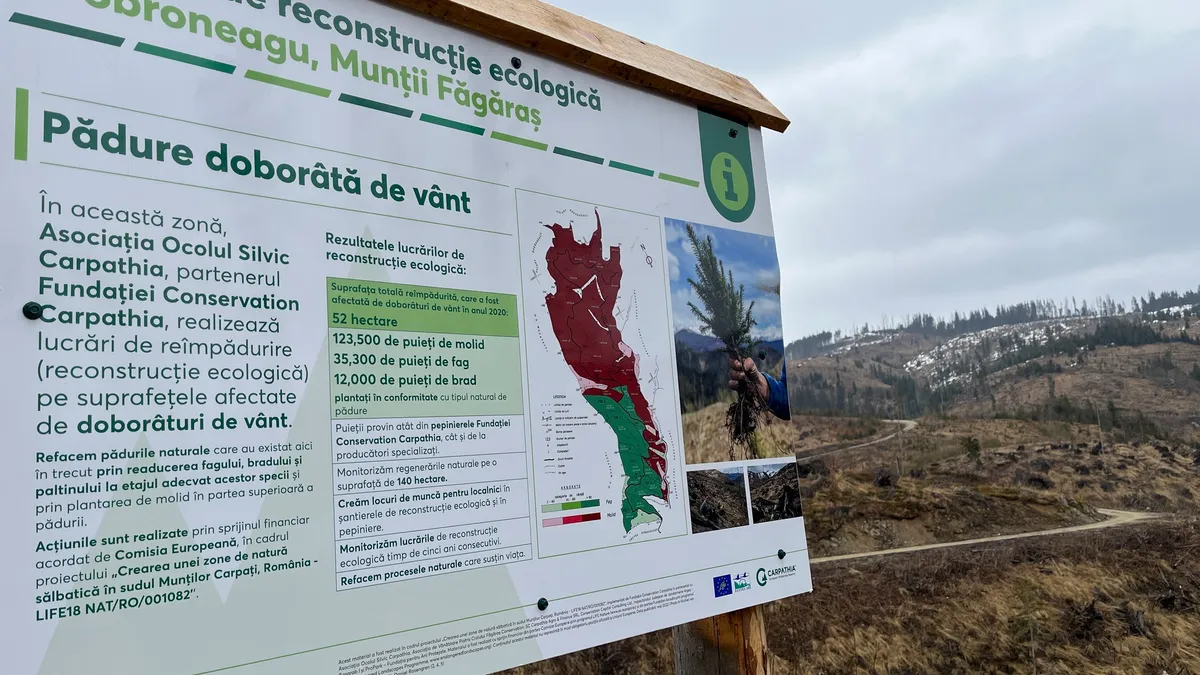 Refacere ecologică la Dobroneagu Foto: Conservation Carpathia