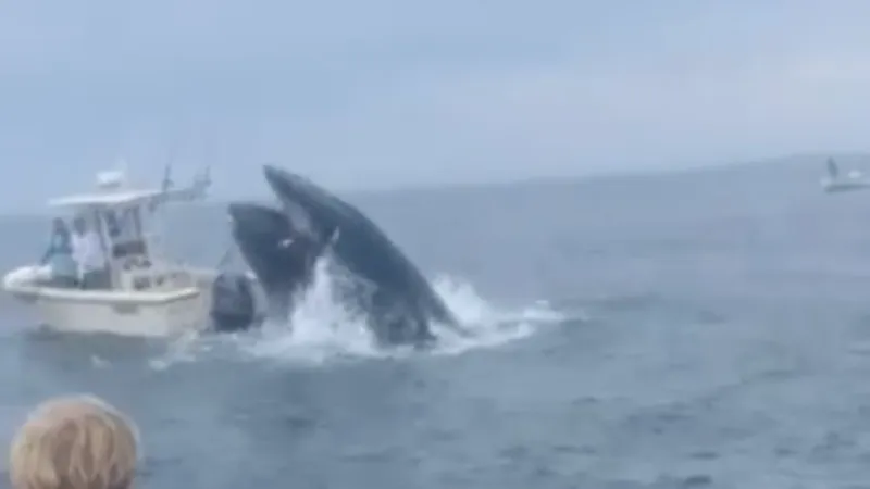 O balenă se năpustește peste o barcă de pescari, o răstoarnă și aruncă oamenii în apă Foto: captură video