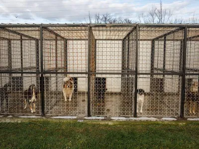 Strategia ANSVSA după scandalul Suraia (sursa: Facebook/Autoritatea Nationala Sanitara Veterinara si pentru Siguranta Alimentelor)