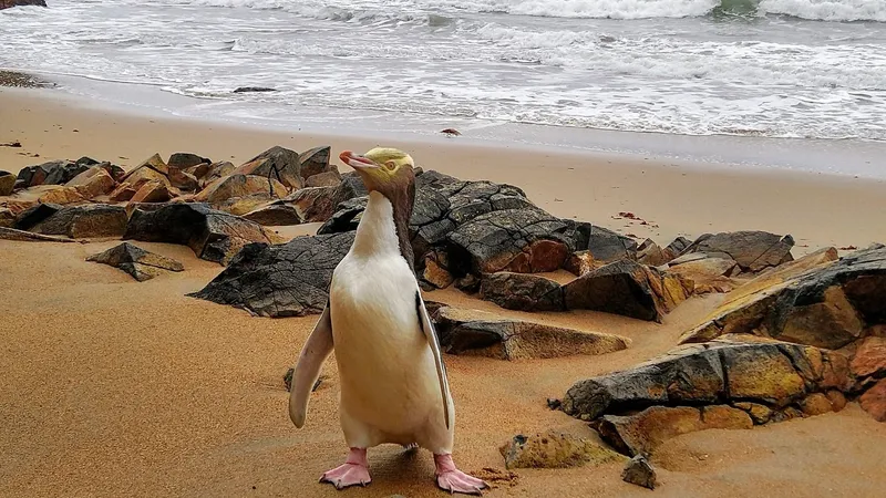 Hoiho, pinguinul desemnat „Pasărea anului” (sursa: Facebook/Yellow-eyed Penguin Trust)