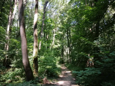 Pădurea Băneasa ar putea deveni arie protejată (sursa: parculnaturalbucuresti.ro)