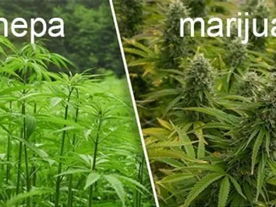 Diferența dintre cannabis și cânepă industrială (sursa: ziaruldeiasi.ro)