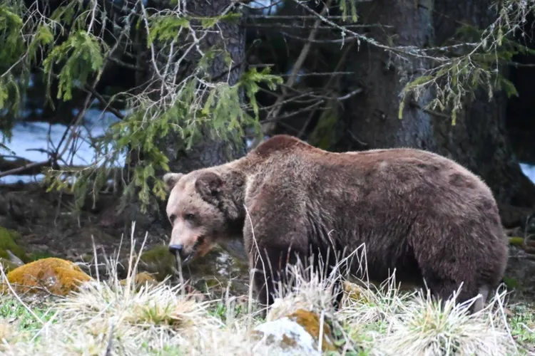 Atacurile urșilor în Prahova în 2024 (sursa: Facebook/Parcul Național Retezat National Park)