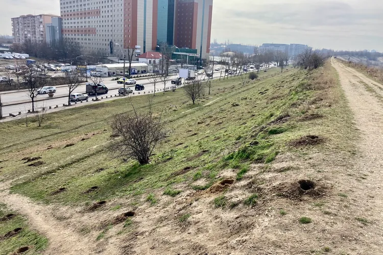 Vor planta 70 de arbori pe aliniamentul râului Dâmboviţa Foto: Parcul Văcărești