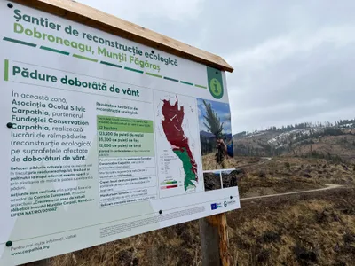 Refacere ecologică la Dobroneagu Foto: Conservation Carpathia