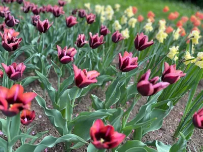 Lanuri de lalele în Grădina Botanică din Iași (sursa: ziaruldeiasi.ro)