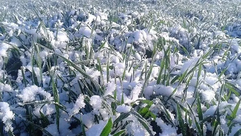 Zăpezile recente, mană cerească pentru agricultură (sursa: ziaruldeiasi.ro)