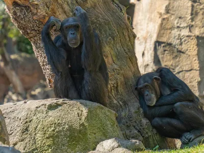 Comportamente homosexuale la primatele non-umane (sursa: Pexels/Emilio Sánchez Hernández)