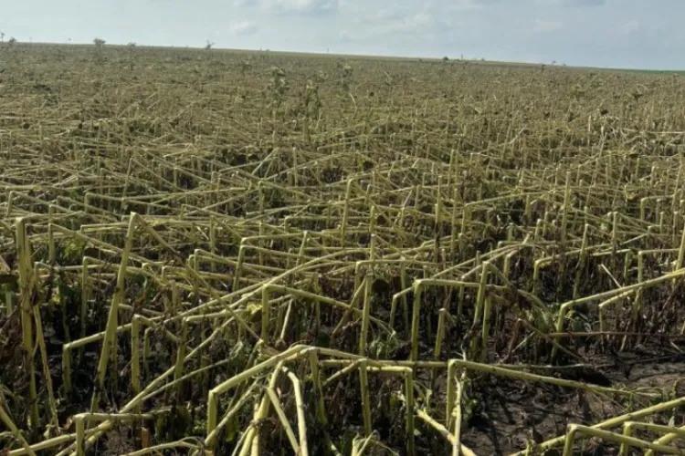 Grindină extremă, sute de hectare secerate (sursa: ziaruldeiasi.ro)