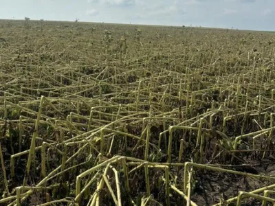 Grindină extremă, sute de hectare secerate (sursa: ziaruldeiasi.ro)