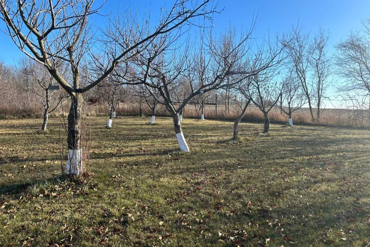 Fermierii din Iași deplâng lipsa zilierilor (sursa: ziaruldeiasi.ro)