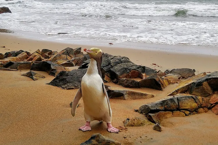 Hoiho, pinguinul desemnat „Pasărea anului” (sursa: Facebook/Yellow-eyed Penguin Trust)