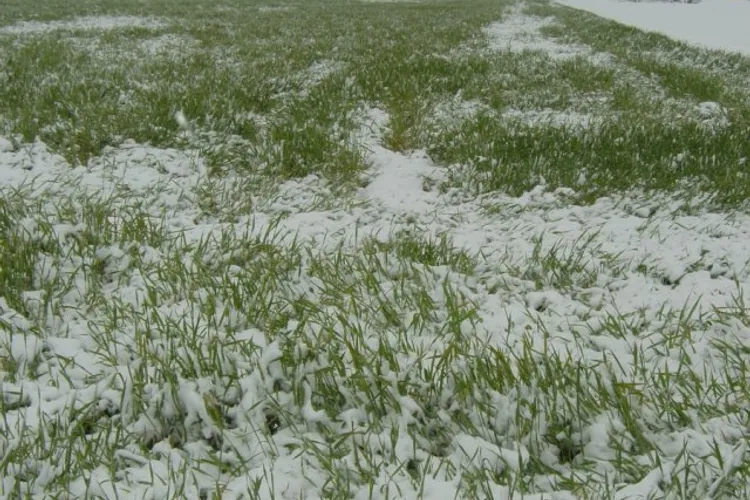 Zăpada de aprilie, bună pentru agricultură (sursa: ziaruldeiasi.ro)