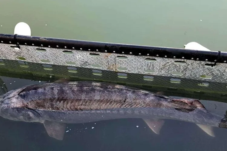 Interzis la pescuit, sturionul sălbatic braconat se vinde la liber în restaurante în Deltă (sursa: Poliția de Frontieră)