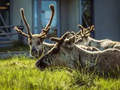 Canicula extremă din Laponia ucide renii (sursa: yle.fi)