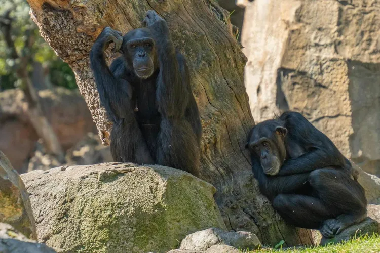 Comportamente homosexuale la primatele non-umane (sursa: Pexels/Emilio Sánchez Hernández)