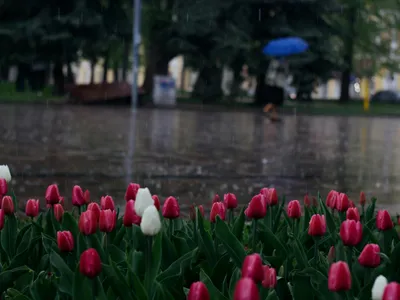 Vreme capricioasă și ploi de Paște (sursa: Pexels/Plato Terentev)