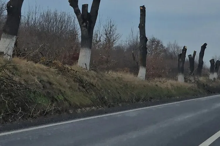 Peste 1.000 de arbori tăiați la Iași (sursa: ziaruldeiasi.ro)