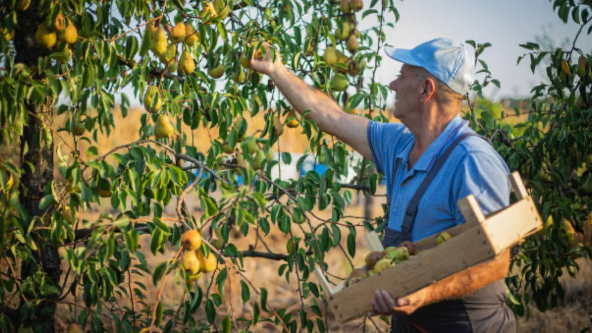 Culegători de pere în Olanda, salarii atractive (sursa: ziaruldeiasi.ro)