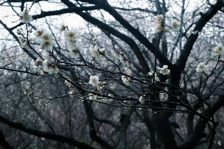 ANM anunță vreme instabilă în aprilie (sursa: Pexels/kuangkuang xia)